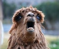 Brown Alpaca Llama yawning