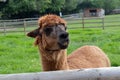 Brown alpaca