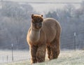 Brown alpaca with thick wool