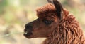 A brown alpaca (Vicugna pacos) on a blurred background.