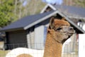 Brown Alpaca, Vicugna Pacos in field