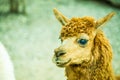 Brown Alpaca Vicugna pacos in Thai Royalty Free Stock Photo