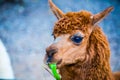 Brown Alpaca Vicugna pacos in Thai Royalty Free Stock Photo