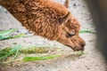 Brown Alpaca Vicugna pacos in Thai Royalty Free Stock Photo