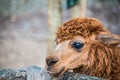Brown Alpaca Vicugna pacos in Thai Royalty Free Stock Photo