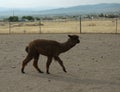 Brown alpaca walking in corral