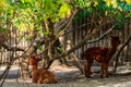 Brown alpacas Vicugna pacos on farmyard