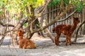 Brown alpacas Vicugna pacos on farmyard
