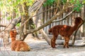 Brown alpacas Vicugna pacos on farmyard