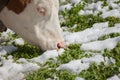 A brown alpine cow in a green pasture covered with snow in Dolomites area