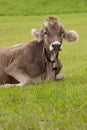 A brown alpine cow resting in a green pasture in Dolomites area Royalty Free Stock Photo