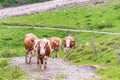 Brown alpine cows being herded along mountain road to go for milking. In the background a stone road and green grassy alpine