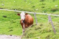 Brown alpine cows being herded along mountain road to go for milking. In the background a stone road and green grassy alpine