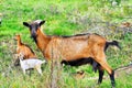 Brown alpine goat with bell eating grass.