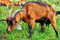 Brown alpine goat with bell eating grass.