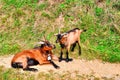 Brown alpine goat with bell eating grass.