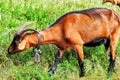 Brown alpine goat with bell eating grass.