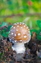 Brown amanita