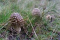 Brown amanita mushroom hiding in the grass.