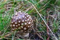 Brown amanita mushroom hiding in the grass.