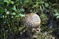 Brown amanita mushroom.