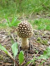 Brown amanita with a skirt in the green grass and fir needles in