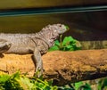 Brown Amboina sail fin lizard laying on a branch in closeup, tropical iguana from Indonesia Royalty Free Stock Photo