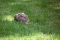 Gray American Hare