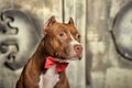 Brown American Pit Bull Terrier