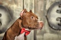 Brown American Pit Bull Terrier Royalty Free Stock Photo