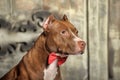 Brown American Pit Bull Terrier Royalty Free Stock Photo