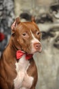 Brown American Pit Bull Terrier Royalty Free Stock Photo