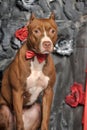 Brown American Pit Bull Terrier Royalty Free Stock Photo