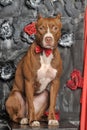 Brown American Pit Bull Terrier Royalty Free Stock Photo