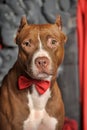 Brown American Pit Bull Terrier Royalty Free Stock Photo