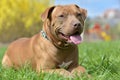 Brown American Pit Bull Terrier lying Royalty Free Stock Photo