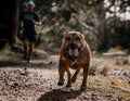 Brown American Pit Bull Terrier running towards the camera Royalty Free Stock Photo