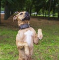 Brown American pit bull terrier stands on its hind legs Royalty Free Stock Photo