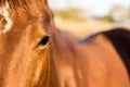 Brown American Quarter Horse in the farm