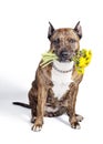 Brown American Staffordshire Terrier dog with cropped ears posing with a yellow dandelions bouquet. Isolate on white