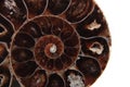 Brown amonite skeleton detail Royalty Free Stock Photo