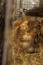 Brown Angora Rabbit in cage