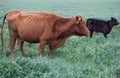 Brown Angus cattle with black calf Royalty Free Stock Photo