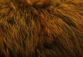 Brown animal natural wool texture background, orange plush, texture of yellow fluffy fur, ginger white long wool coat, close-up