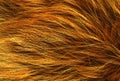 Brown animal natural wool texture background, orange plush, texture of yellow fluffy fur, ginger white long wool coat, close-up Royalty Free Stock Photo