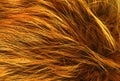 Brown animal natural wool texture background, orange plush, texture of yellow fluffy fur, ginger white long wool coat, close-up