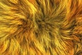 Brown animal natural wool texture background, orange plush, texture of yellow fluffy fur, ginger white long wool coat, close-up Royalty Free Stock Photo