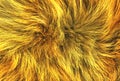 Brown animal natural wool texture background, orange plush, texture of yellow fluffy fur, ginger white long wool coat, close-up