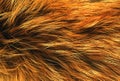 Brown animal natural wool texture background, orange plush, texture of yellow fluffy fur, ginger white long wool coat, close-up Royalty Free Stock Photo
