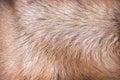 Brown animal texture or dog fur patterns skin background Royalty Free Stock Photo